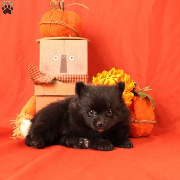 Isaac, Pomeranian Puppy